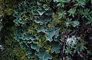 Factors shaping lichen networks