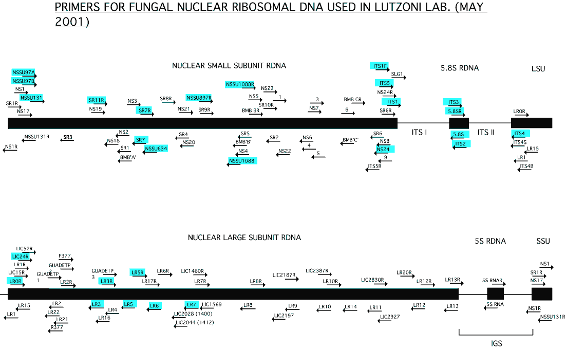 Nuclear ribosomal DNA chart